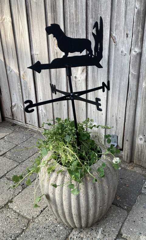 mini vejrhund - ruhr