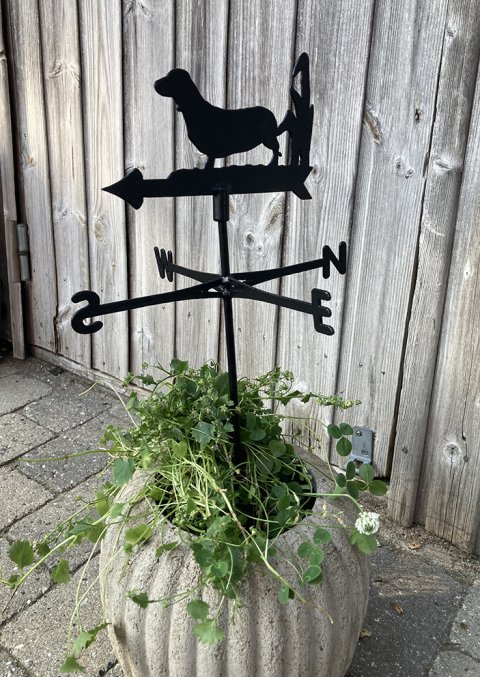 mini vejrhund - korthr