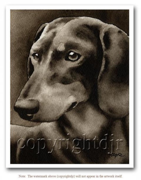 Black and tan gravhund - sepia