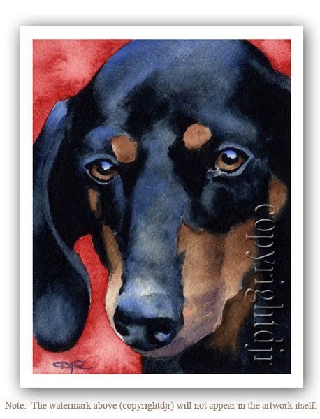 Black and tan gravhund - meget f tilbage!