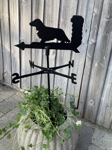 mini vejrhund - langhr